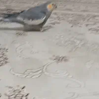 گمشده|حیوانات|فولادشهر, مسکن مهر فولادشهر|دیوار