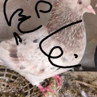 معاوضه با کفتر