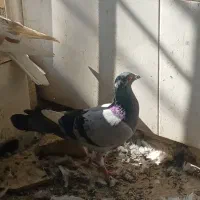 کفتر پرشی|پرنده|اردکان, |دیوار