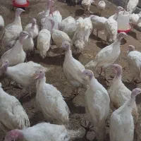 بوقلمون بیوتی ۶ فوق سنگین