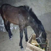 کره اسب 2 ساله نریان  نژاد عرب