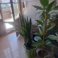 داوطلب گل و گیاه شما|گل و گیاه طبیعی|قم, تولید دارو و یخچال|دیوار