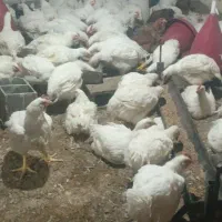 مرغ زنده زیر قیمت بازار فقط168