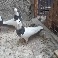 توقی کشیده ودرجه ۱