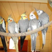 فروش ۱۰عدد عروس هلندی