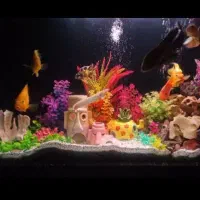 آکواریوم شیشه خم|ماهی|ری, دیلمان|دیوار