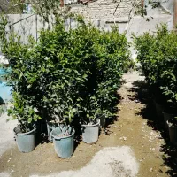 یاس هلندی ،گل وگیاه آپارتمانی