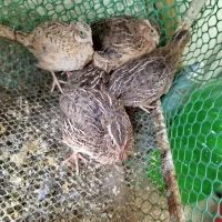 بلدرچین ۵۰روزه