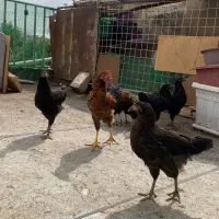 مرغ و خروس محلی