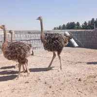 جوجه شتر مرغ