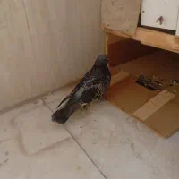 سلام کفتر نر است