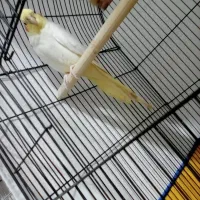 عروس هلندی ماده