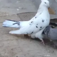 کبوتر نوک جم بسیار درشت به رنگ خال پیس