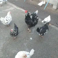 تخم مرغ گلین لری|حیوانات مزرعه|نمین, |دیوار