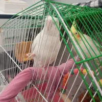 عروسی هلندی جفت