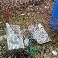 سه تا قفس پرنده