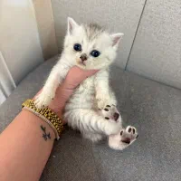 بریتیش سیلور و گلد