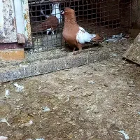 سیدی ویبال سفیدوبچ عراقی موقعیت عقیلی|پرنده|شوشتر, |دیوار