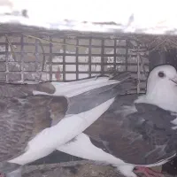 پرنده|پرنده|دوزین, |دیوار