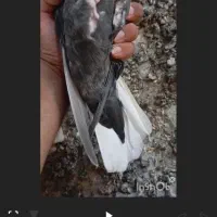 سرور دم سفید