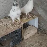 کبوتر جفت و با یک عدد از جوجه هایش فروش فوری