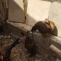 مرغ فونیکس