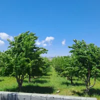 فروش باغ یک هکتاری/خلخال/با درختان سیب و گردو