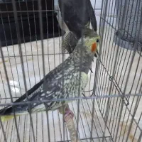 طوطی عروس سخن گو