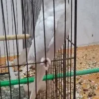 عروس هلندی ماده شش تخمه  معاوضه با سهره یا قناری|پرنده|ایذه, |دیوار