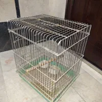 قفس پرنده، عروس هلندی و مرغ مینا