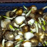 پیاز گل‌ نرگس‌|گل و گیاه طبیعی|تهران, چهارصد دستگاه|دیوار