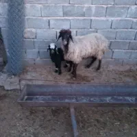 میش بره دار