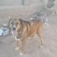سگ نگهبان