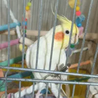 عروس هلندی یک جفت