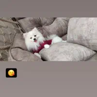 سگ پامرانین|سگ|حمیدیا, |دیوار