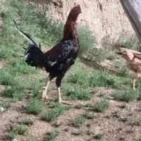 خروس لاری