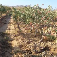 فروش باغ پسته  همراه ۲۴ ساعت واستخرشخصی|فروش دفتر صنعتی، کشاورزی، تجاری|گناباد, |دیوار