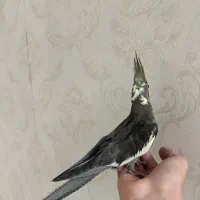 جوجه عروس هلندی سینامون
