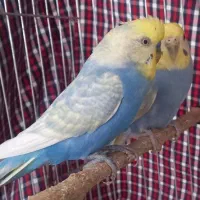 تعدادی مرغ عشق رنبو رنگارنگ زیبا وخاص
