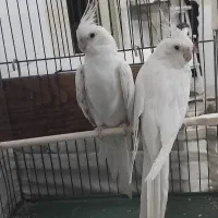 عروس هلندی