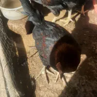 جوجه خروس|حیوانات مزرعه|ارسنجان, |دیوار