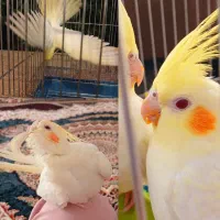 عروس هلندی