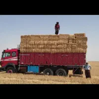 سوفال کلش کاه یونجه