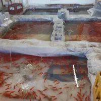 ماهی قرمز و وسایل هفت سین