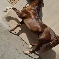 اسب نریون|اسب و تجهیزات اسب‌سواری|ضیاء آباد, |دیوار