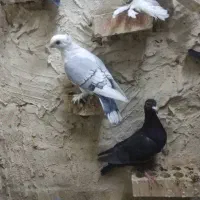 کبوتر|پرنده|مسجد سلیمان, |دیوار