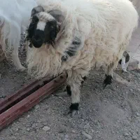 بره قربونی