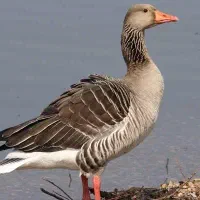 غاز نر و جوان.