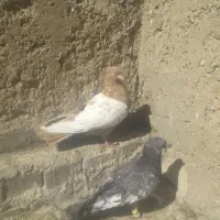 سینه ایی|پرنده|خرمشهر, |دیوار