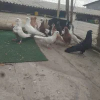 کفتر رنگی مال بوم